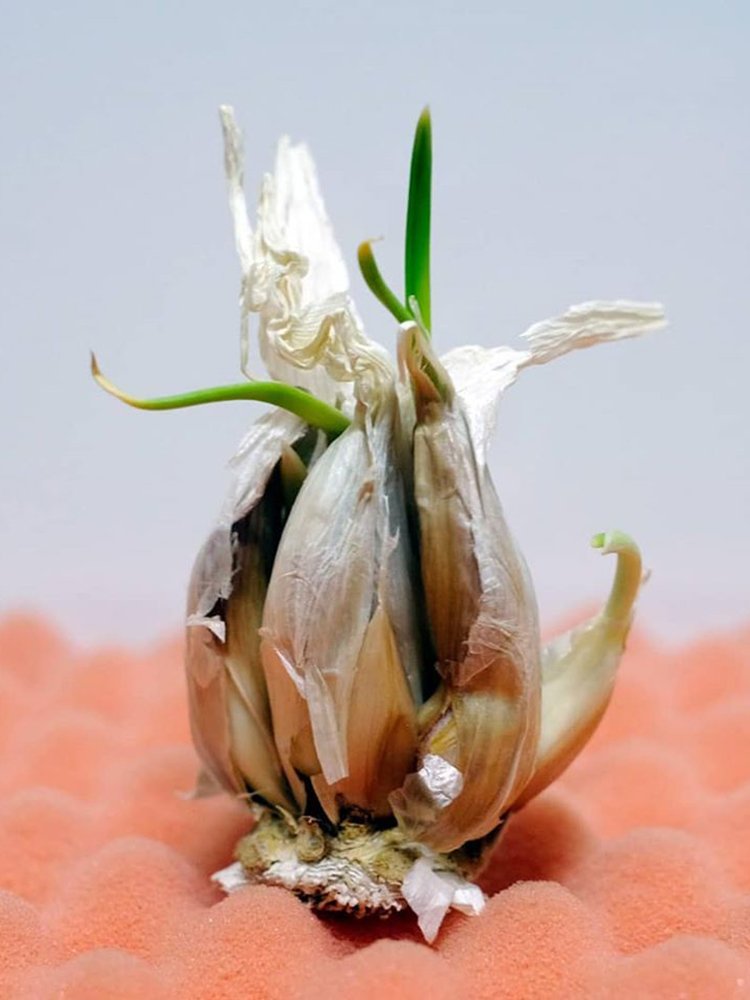 different-beauty-food-concept-garlic-foodandevent
